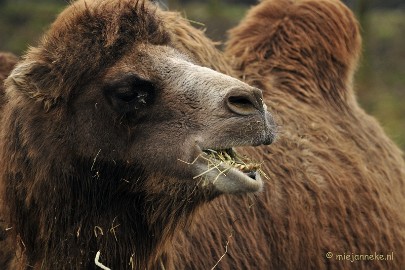 _DSC4389a Dierenrijk Nuenen 2011