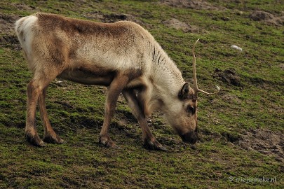 _DSC4601a Dierenrijk Nuenen 2011