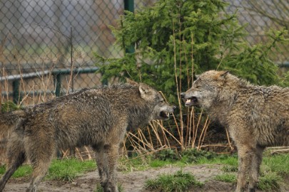 _DSC5901 Dierenrijk Nuenen 2011