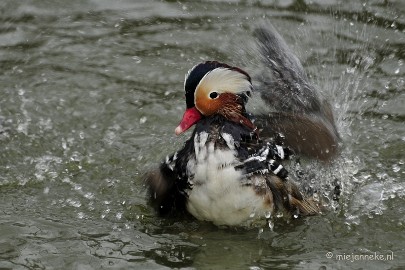 eend Dierenrijk Nuenen 2011