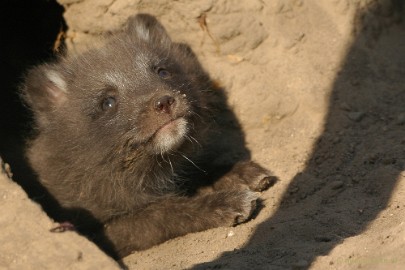 poolvosje Dierenrijk Nuenen 2011