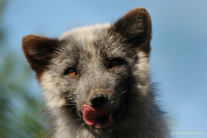 poolvosvolw Dierenrijk Nuenen 2011