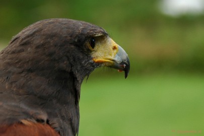 DSC_1328 Falcon Crest 2011