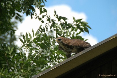 DSC_1426 Falcon Crest 2011