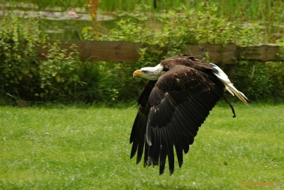 DSC_1498 Falcon Crest 2011