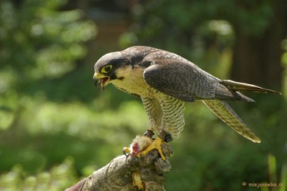 DSC_1574 Falcon Crest 2011