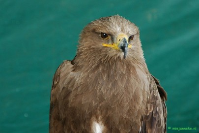 DSC_1582 Falcon Crest 2011