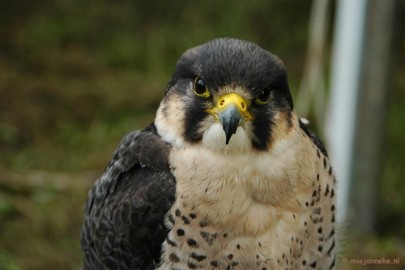 DSC_1594 Falcon Crest 2011