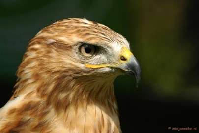 DSC_1640 Falcon Crest 2011