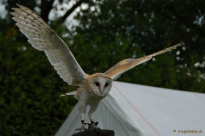 DSC_1645 Falcon Crest 2011