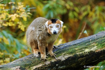 DSC_1362 Overloon zoo parc