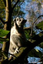 DSC_1380 Overloon zoo parc 2011