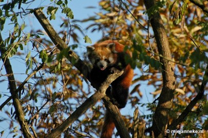 DSC_1452 Overloon zoo parc 2011