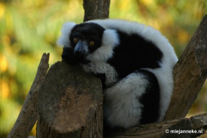 DSC_1556 Overloon zoo parc