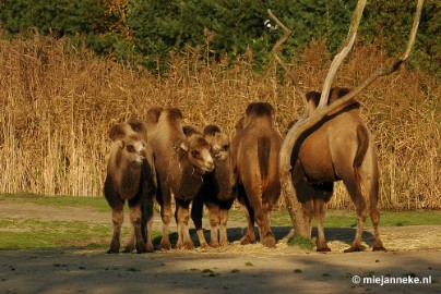 DSC_1594 Overloon zoo parc