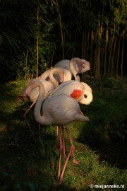 DSC_1609 Overloon zoo parc