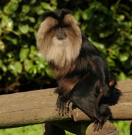 DSC_3599 Overloon zoo parc 2011