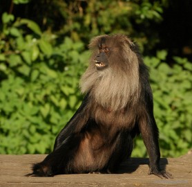 DSC_3633 Overloon zoo parc 2011