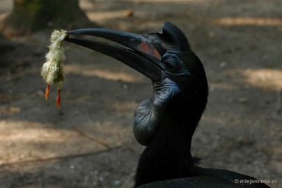 DSC_3758 Overloon zoo parc 2011