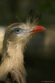 DSC_3972 Overloon zoo parc 2011