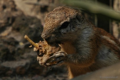 DSC_4025a Overloon zoo parc 2011