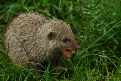 DSC_4039 Overloon zoo parc 2011