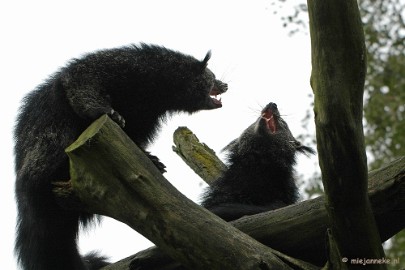 DSC_4115 Overloon zoo parc 2011