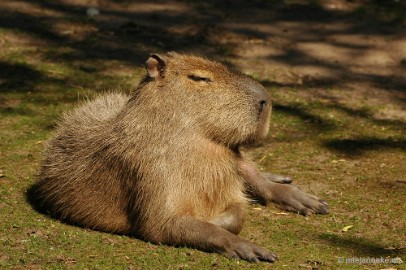 DSC_4133 Overloon zoo parc 2011