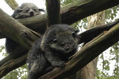 DSC_4161 Overloon zoo parc 2011