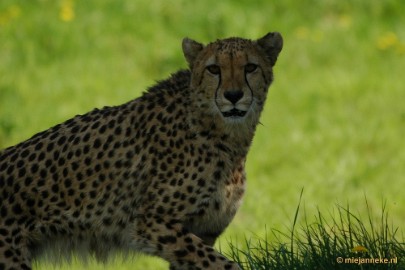 DSC_4188 Overloon zoo parc 2011