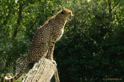 DSC_4203 Overloon zoo parc 2011