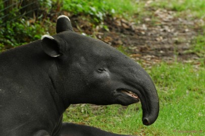 DSC_4328 Overloon zoo parc 2011