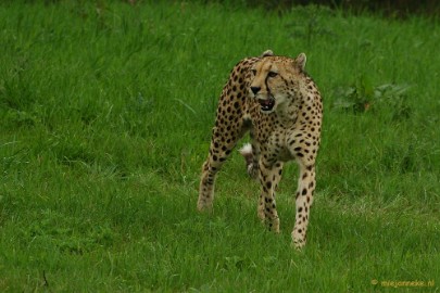 DSC_4406 Overloon zoo parc 2011