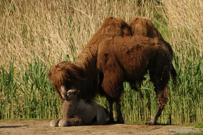 DSC_4417 Overloon zoo parc 2011