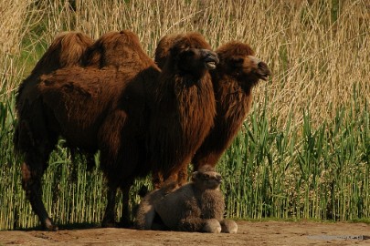 DSC_4425 Overloon zoo parc 2011