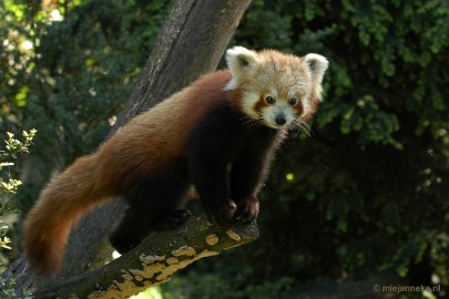 DSC_4501 Overloon zoo parc 2011