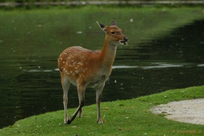 DSC_4507 Overloon zoo parc 2011