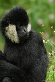 DSC_4541 Overloon zoo parc 2011