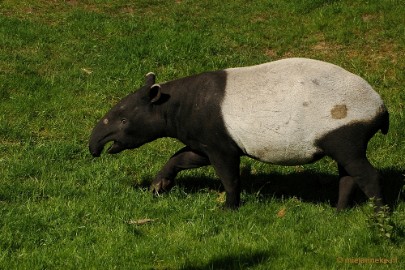 DSC_4561 Overloon zoo parc 2011