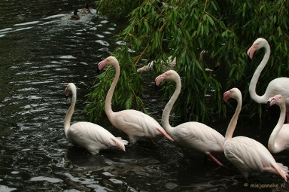 DSC_4615 Overloon zoo parc 2011