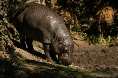 DSC_4632 Overloon zoo parc 2011