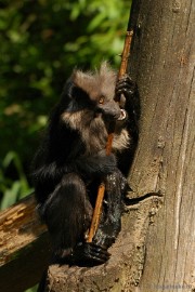 DSC_4683 Overloon zoo parc 2011