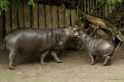 DSC_4719 Overloon zoo parc 2011