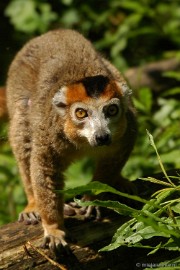 DSC_4859 Overloon zoo parc 2011