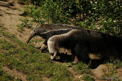 DSC_4923 Overloon zoo parc 2011