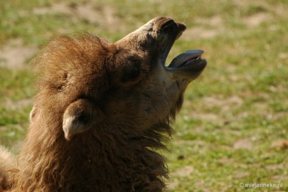 DSC_5011 Overloon zoo parc 2011