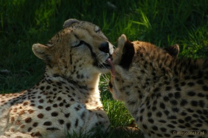 DSC_5078 Overloon zoo parc 2011