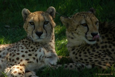DSC_5103 Overloon zoo parc 2011