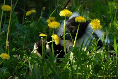 DSC_5200 Overloon zoo parc 2011