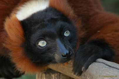 DSC_3824a Overloon zoo parc 2011